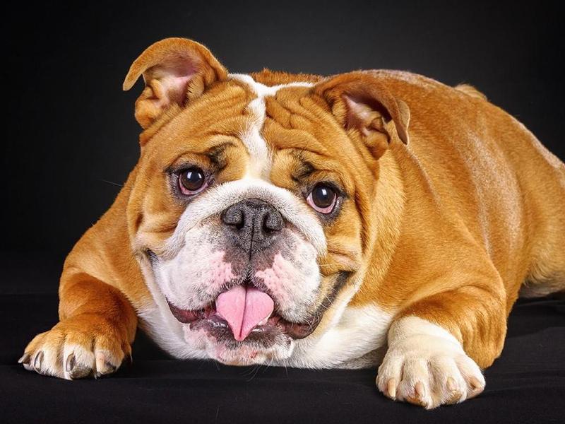 Chó Bulldog Anh