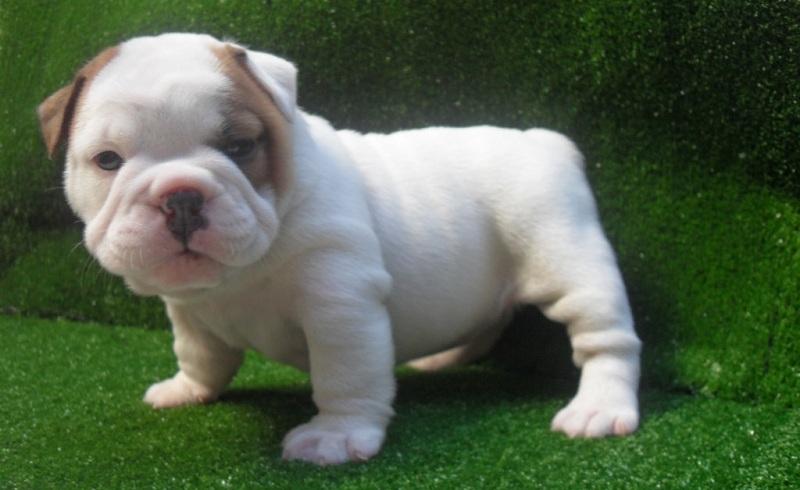 Chó mặt sệ Bulldog Pháp