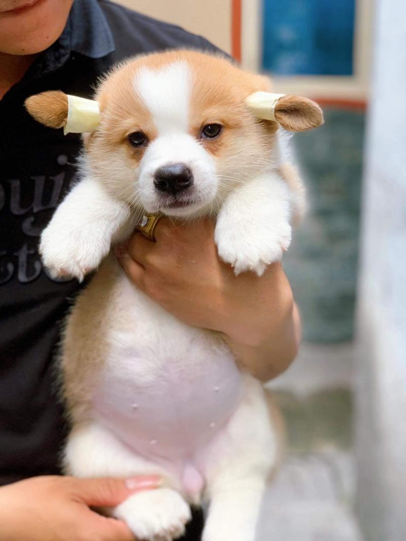 Chó cảnh Nam Định