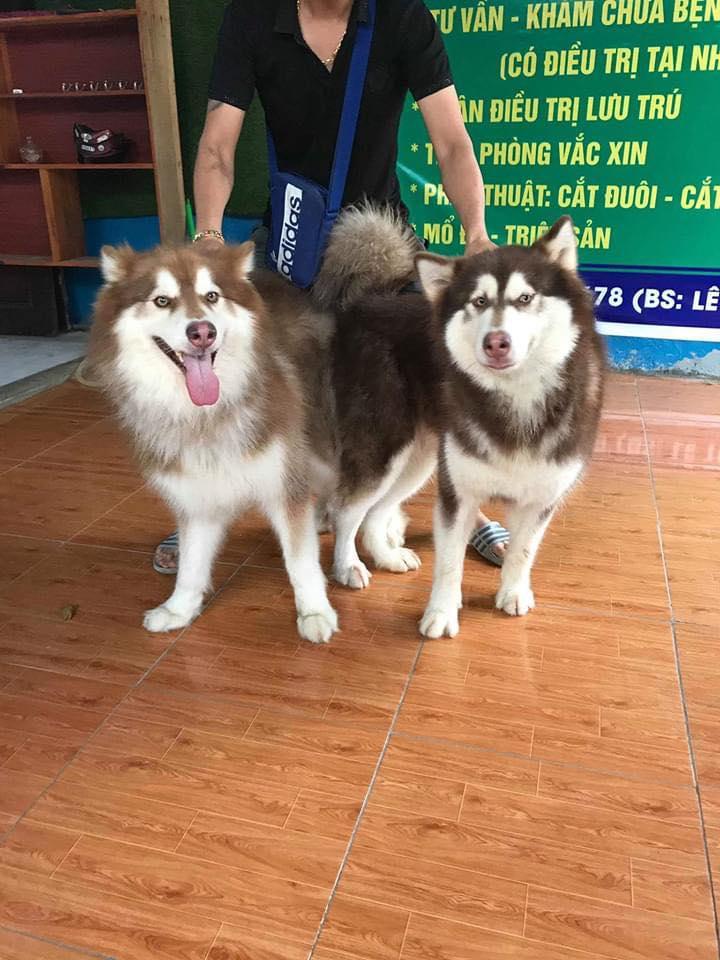Đậu Pet shop