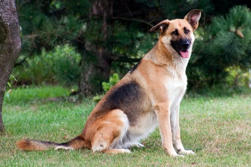 Chó chăn cừu Đức còn gọi là chó Alsace