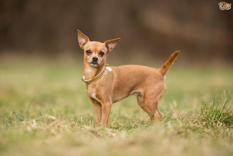 Chihuahua với đôi mắt to tròn lồi ra ngoài. Ảnh minh họa.