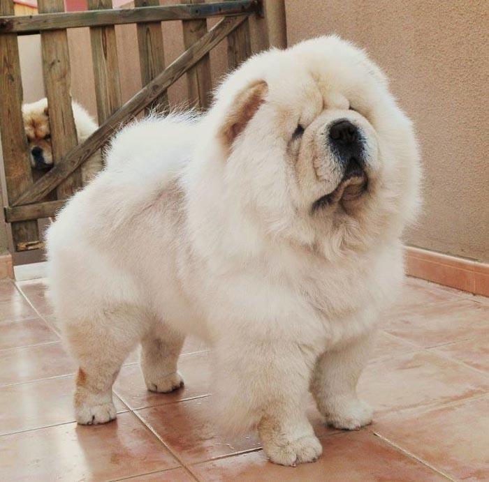 Chó Chow Chow