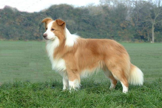 Chó Collie biên giới