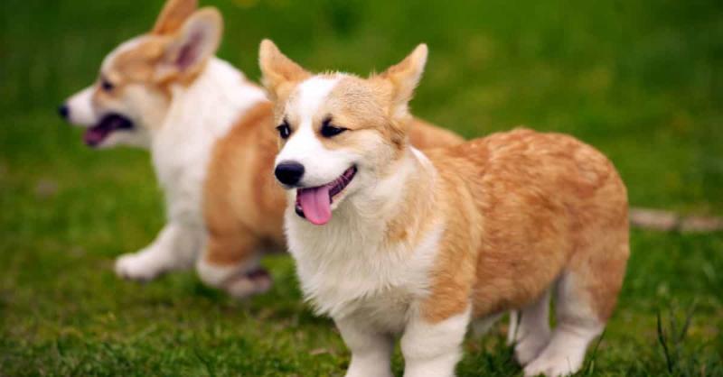 Giống chó Corgi