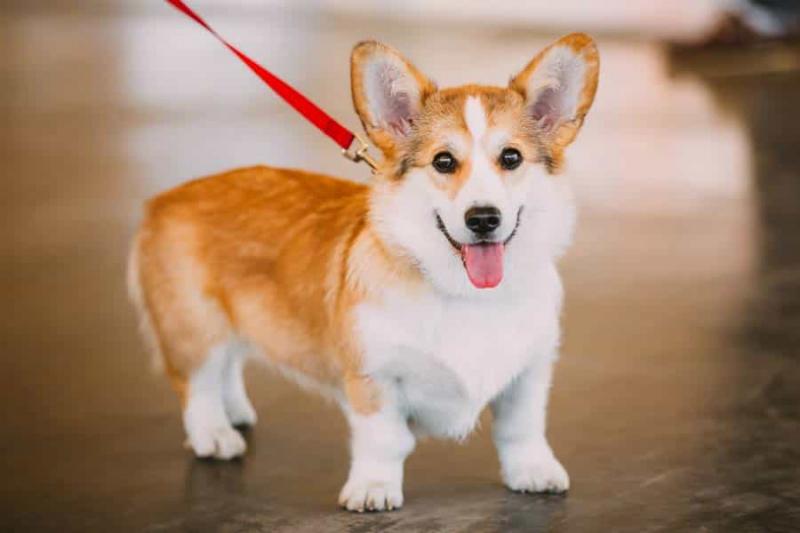 Chó Corgi