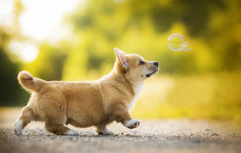 Chó Corgi