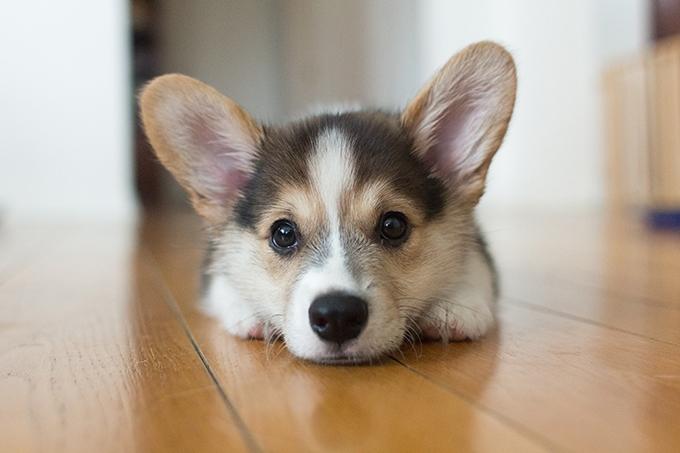 Chú chó nhỏ Corgi