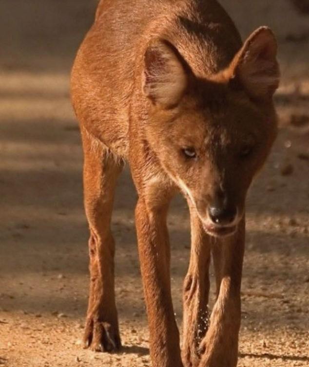 Chó Dingo tấn công con người