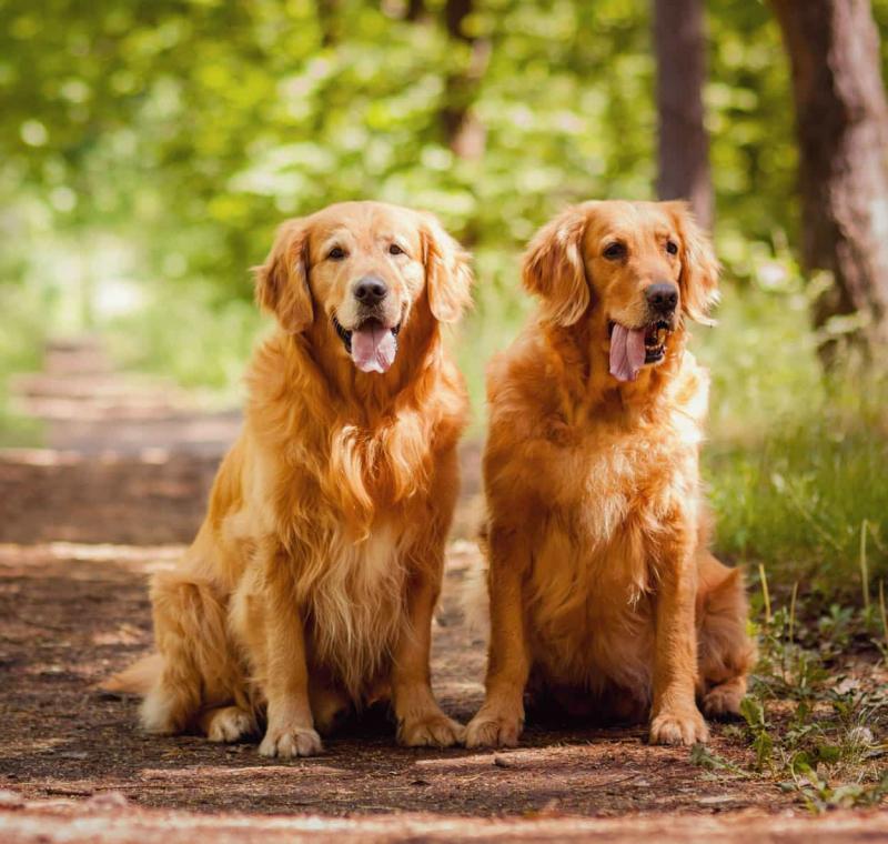 Chó Golden Retriever
