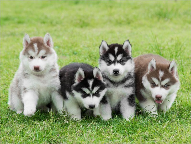 Chó Husky
