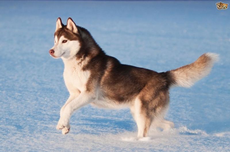 Husky rất thích nô đùa,chạy nhảy. Ảnh minh họa.