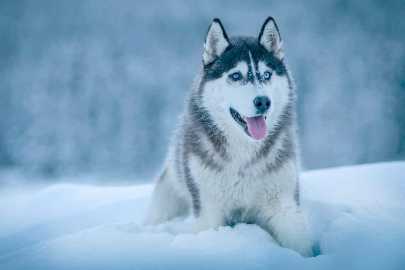 Chó Husky