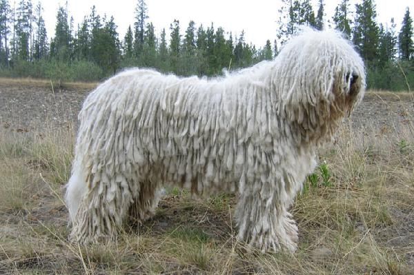 Chó Komondor
