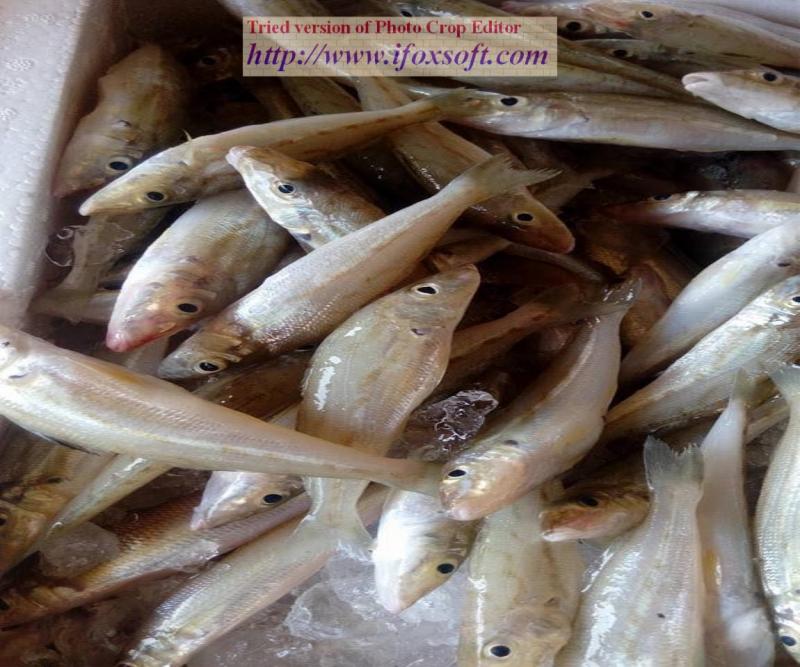 Cá bống đục một trong những loại hải sản đang vào mùa thu hoạch.