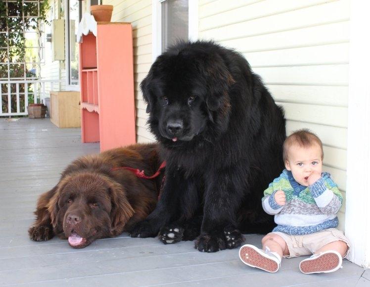 Chó Newfoundland