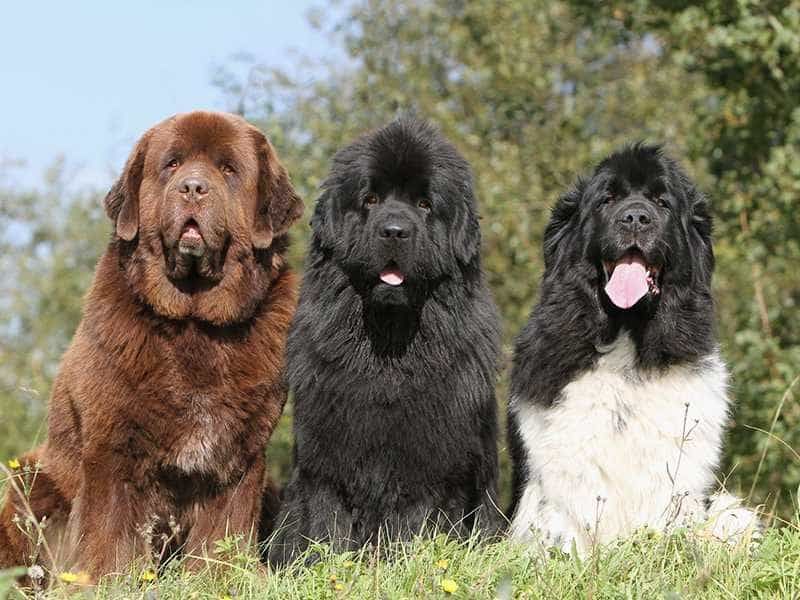 Chó Newfoundland