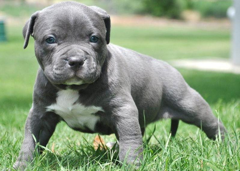 Pitbull khi còn nhỏ