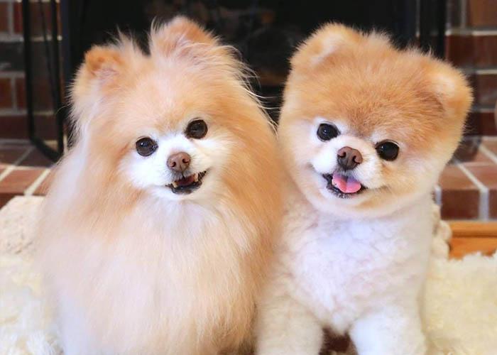 Chó Pomeranian