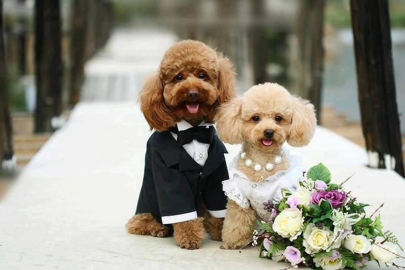 Chó Poodle