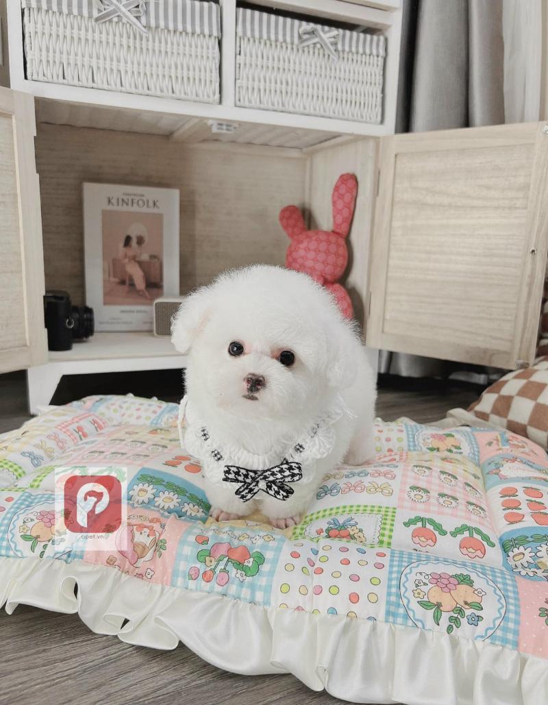 Chó Poodle Hải Phòng