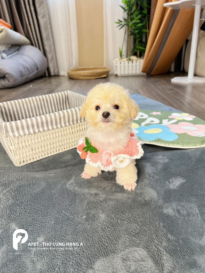 Chó Poodle Hải Phòng