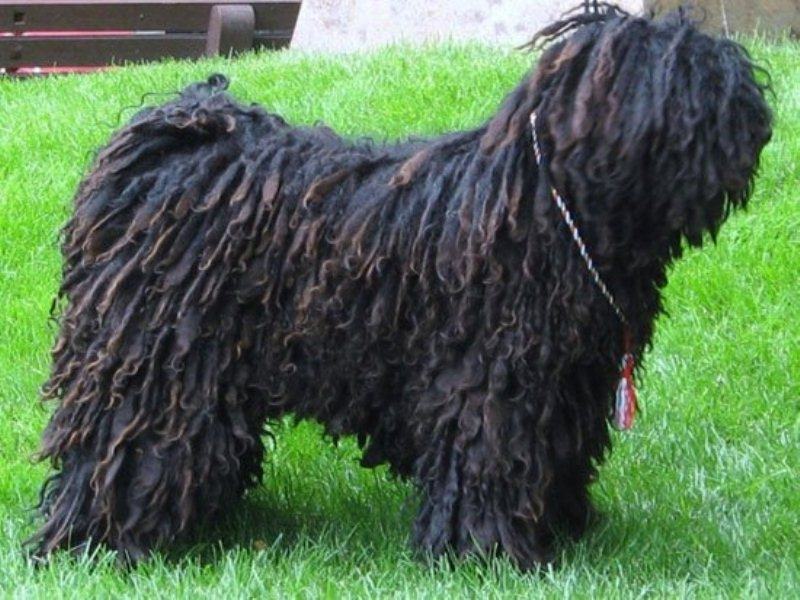 Chó Puli