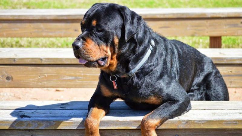 Chó Rottweiler