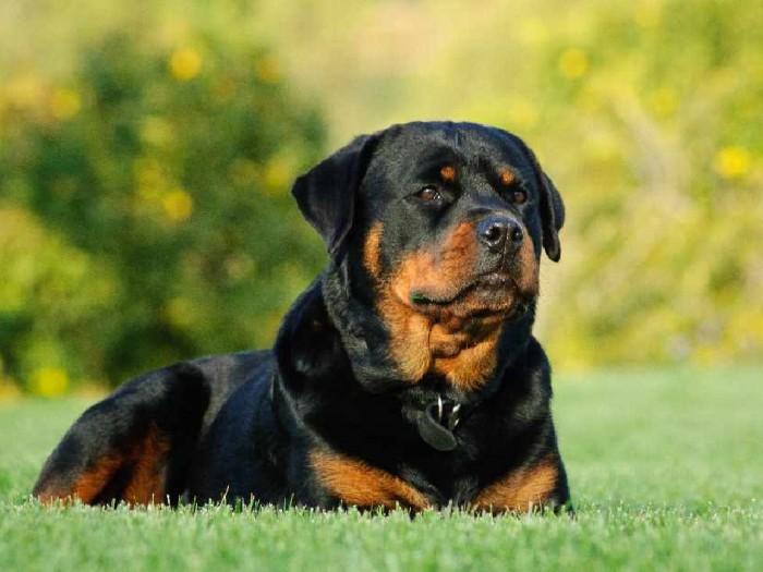 Chú chó Rottweiler dũng mãnh