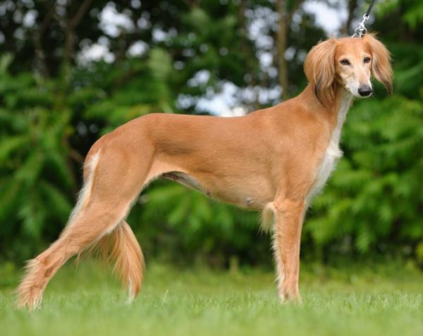 Chó Saluki