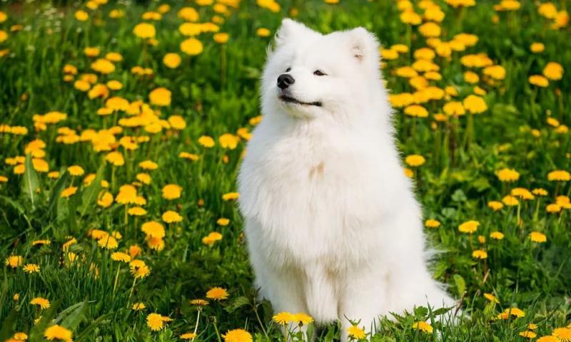 Chó Samoyed