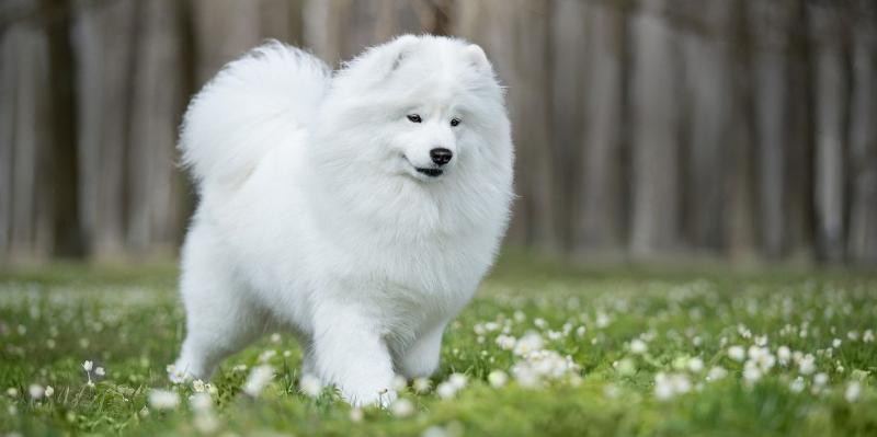 Chó Samoyed