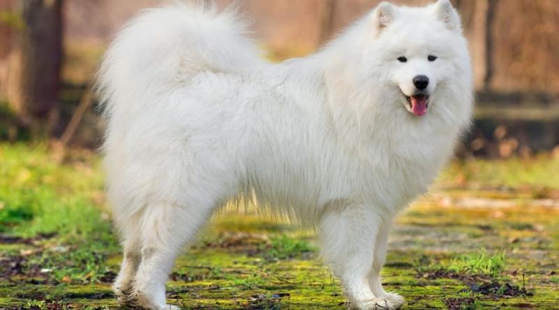 Chó Samoyed với bộ lông trắng kiêu sa