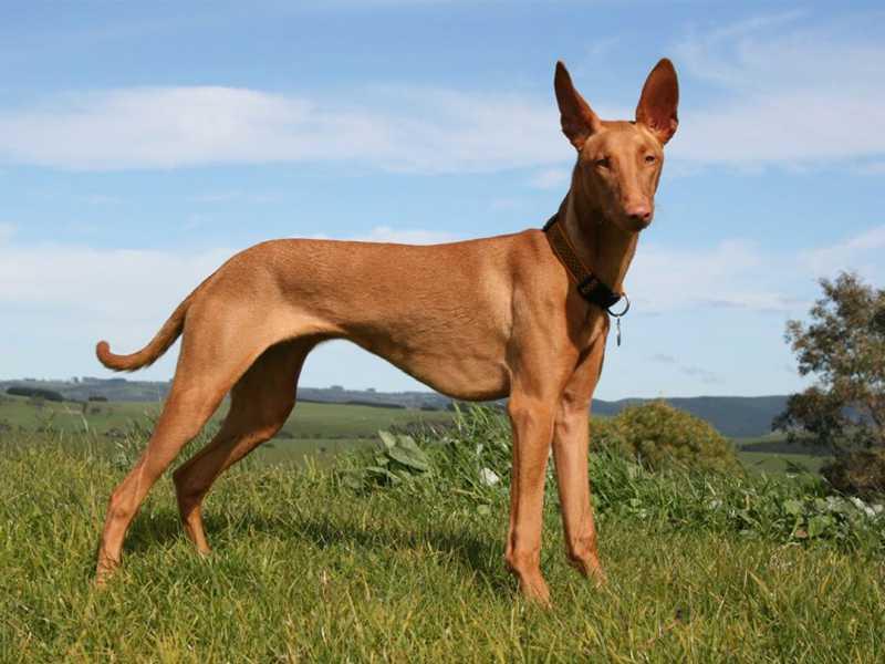 Chó săn Pharaoh – Pharaoh Hound