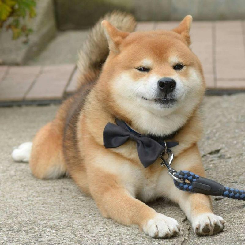 Chó Shiba