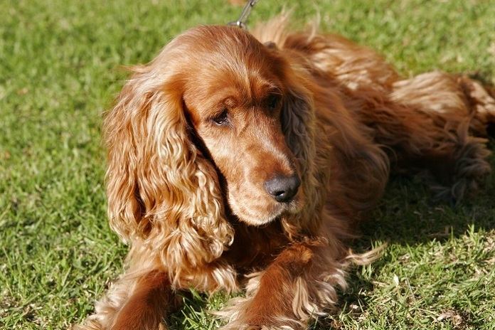 Chó Spaniel