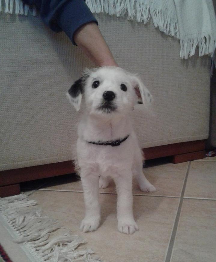 Chó sục Jack Russell