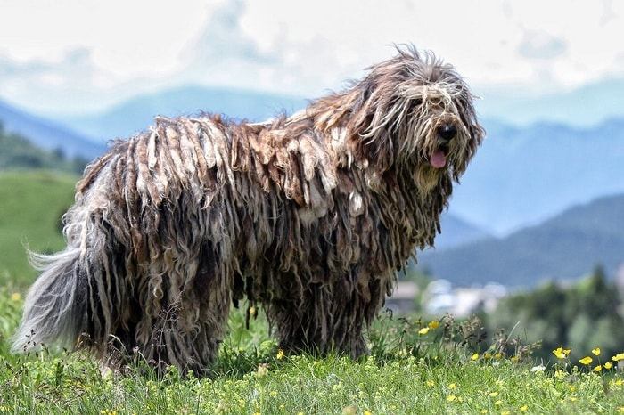 Bergamasco là một giống chó cảnh giác