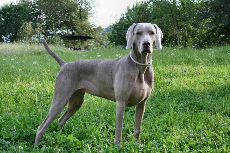 Chó Weimaraner