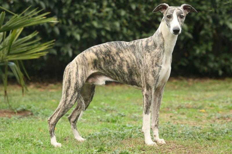Chó Whippet