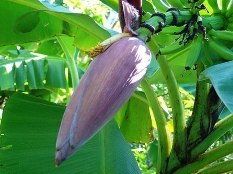 Chống lại các gốc tự do gây bệnh