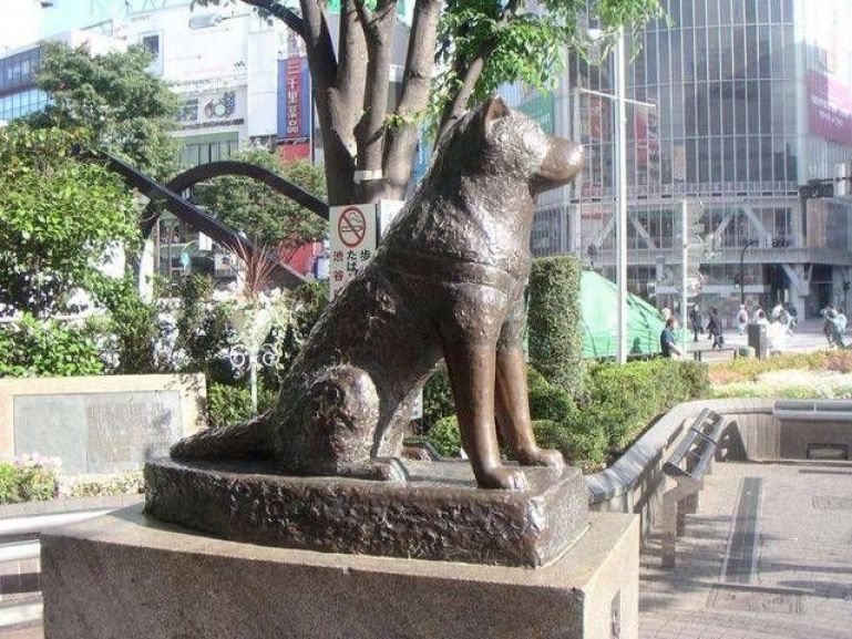 Chú chó Kostya (Ảnh minh họa)
