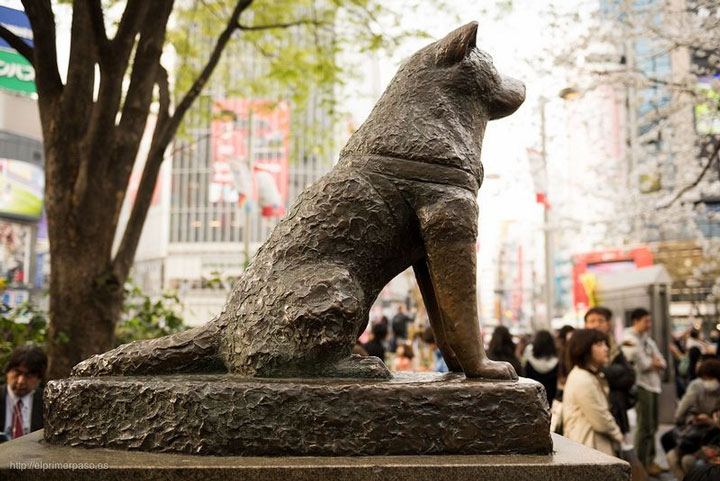 Chú chó Hachiko