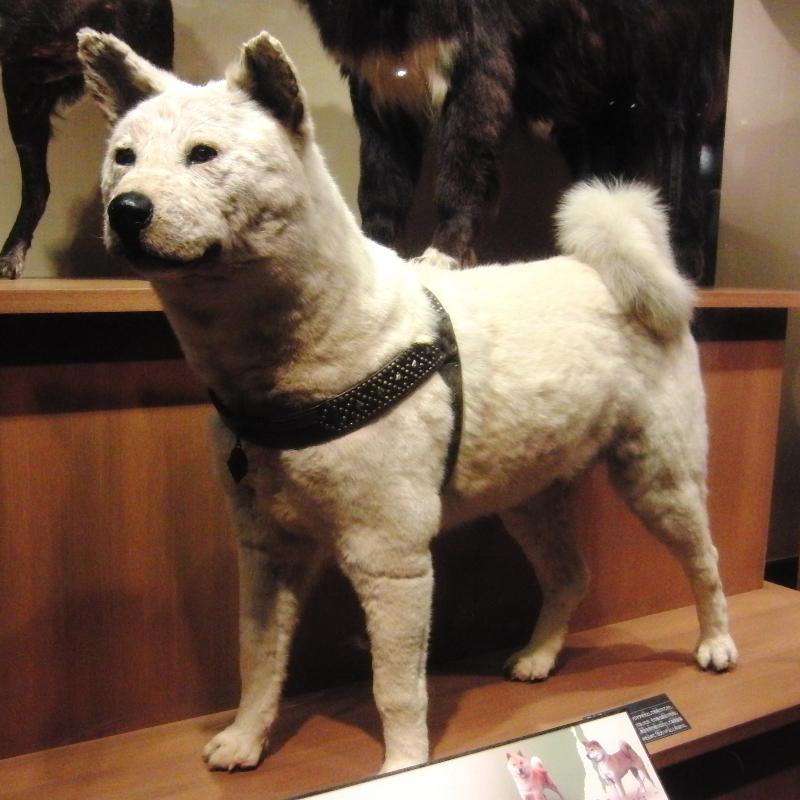 Chú chó Hachiko
