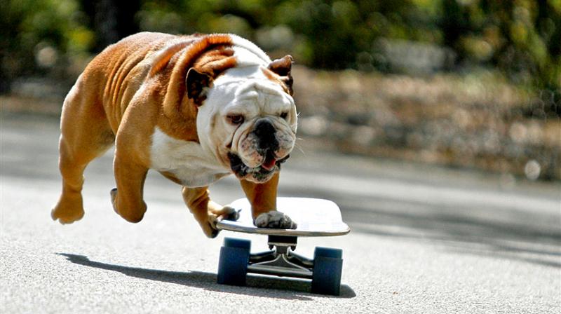 Chú chó trượt ván giỏi nhất