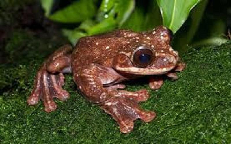 Chàng ếch cô đơn tới lúc chết