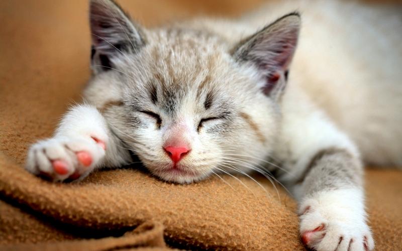 Cái mũi phơn phớt hồng, lúc nào cũng ươn ướt như người bị cúm sổ mũi vậy