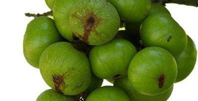 Quả sung thần dược không ngờ trị đau dạ dày