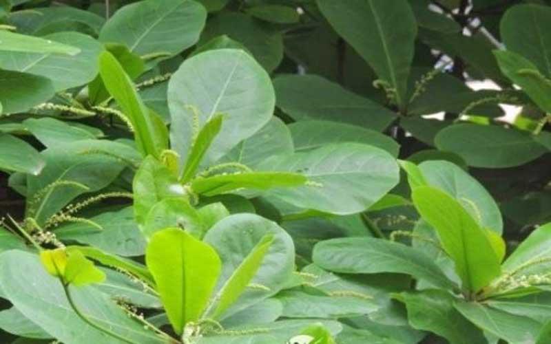 Chữa viêm phụ khoa bằng lá trầu