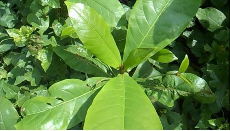Chữa viêm phụ khoa bằng lá trầu